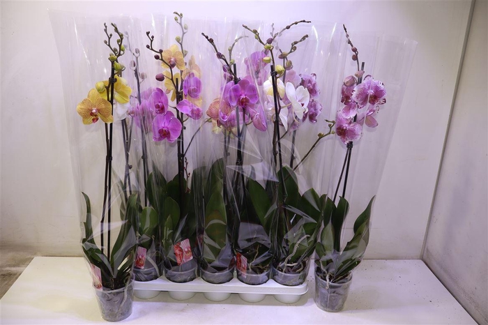 <h4>arr8 Phal Gem</h4>