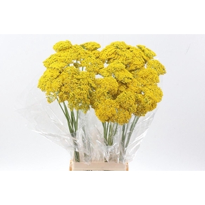 Achillea filipendulina 'Parkers Variety'