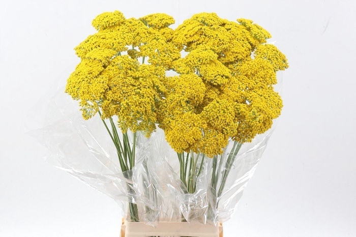 <h4>Achillea filipendulina 'Parkers Variety'</h4>