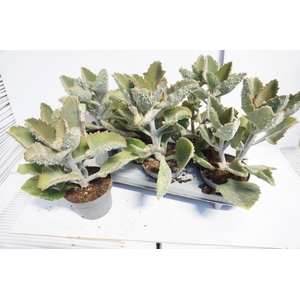 KALANCHOE BEHARENSIS
