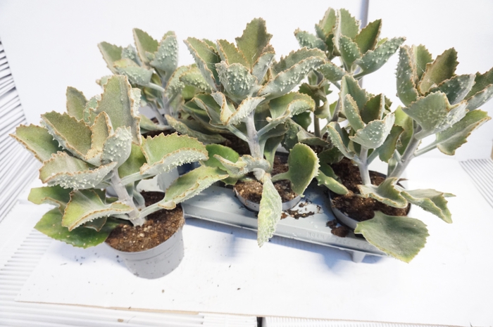 <h4>KALANCHOE BEHARENSIS</h4>