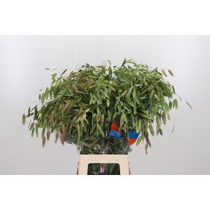 Chasmanthium Latifol