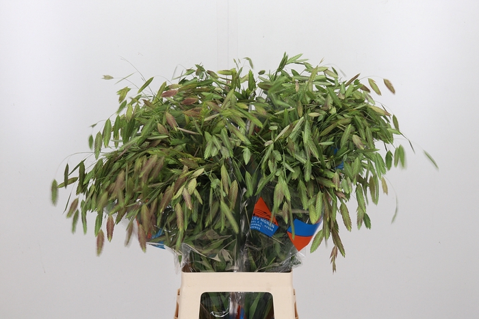 <h4>Chasmanthium Latifol</h4>