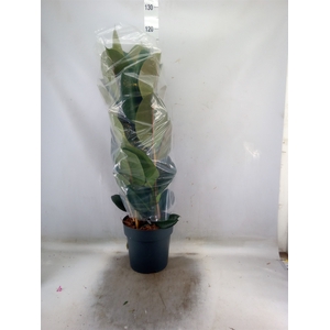 Ficus elastica 'Robusta'