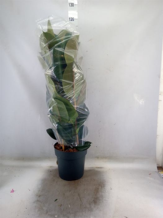 <h4>Ficus elastica 'Robusta'</h4>