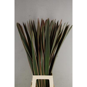 Phormium Abs. Red