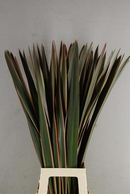 <h4>Phormium Abs. Red</h4>