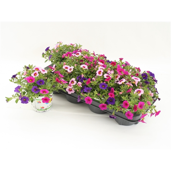 <h4>Calibrachoa Trixi Flamingo</h4>