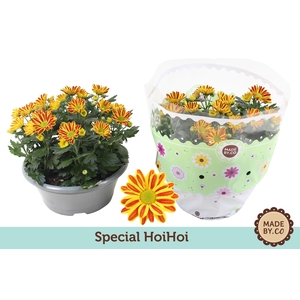 Chrysant HoiHoi