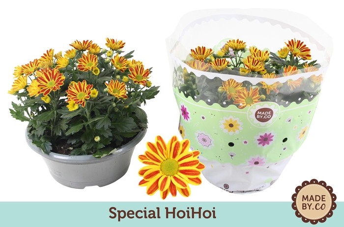<h4>Chrysant HoiHoi</h4>