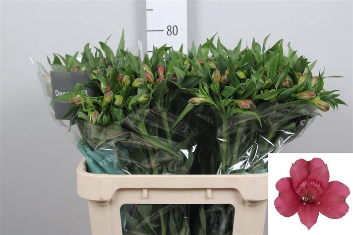 <h4>Alstr Heartbreaker</h4>