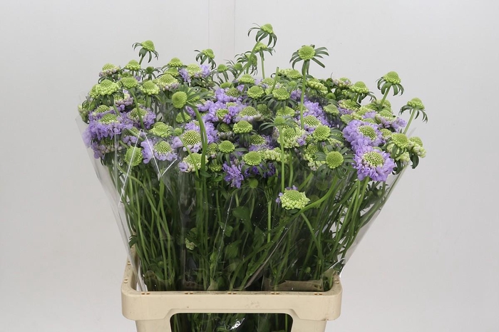 Scabiosa Bon Bon Scoop Teaberry