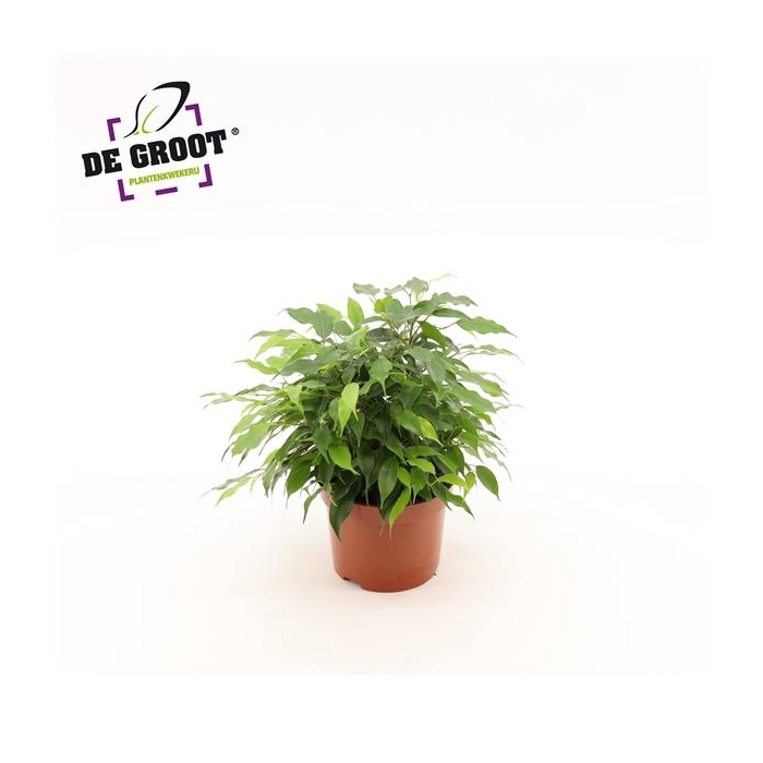 <h4>Ficus benjamina 'Green Kinky'</h4>