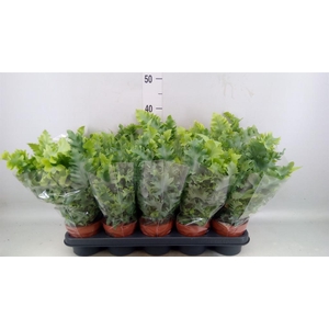Phlebodium aureum 'Davana'