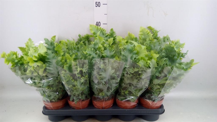 <h4>Phlebodium aureum 'Davana'</h4>