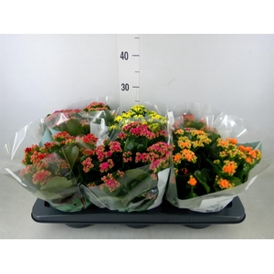 Kalanchoe blos. 'Rosalina'  ..mix 4