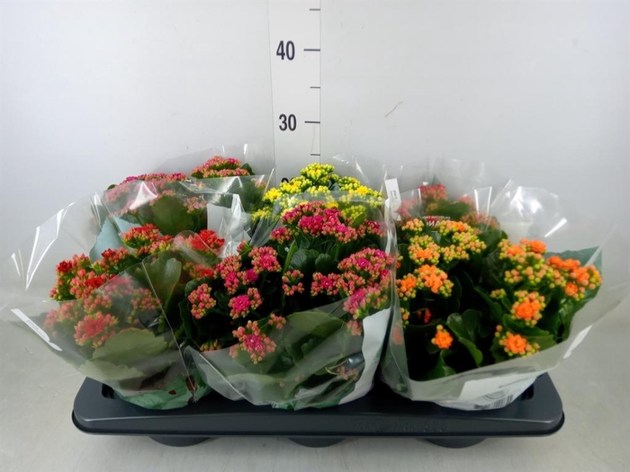 <h4>Kalanchoe blos. 'Rosalina'  ..mix 4</h4>