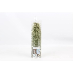 Tillandsia in koker