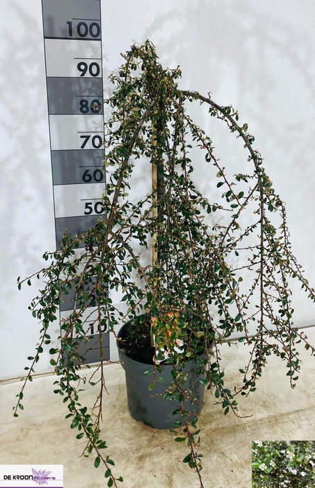 <h4>COTON S CORAL BEAUTY</h4>