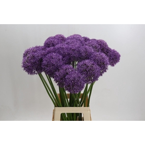 Allium  'Pinball Wizard'