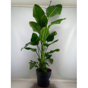 Strelitzia nicolai