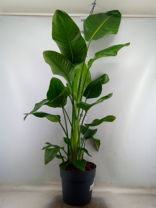 <h4>Strelitzia nicolai</h4>