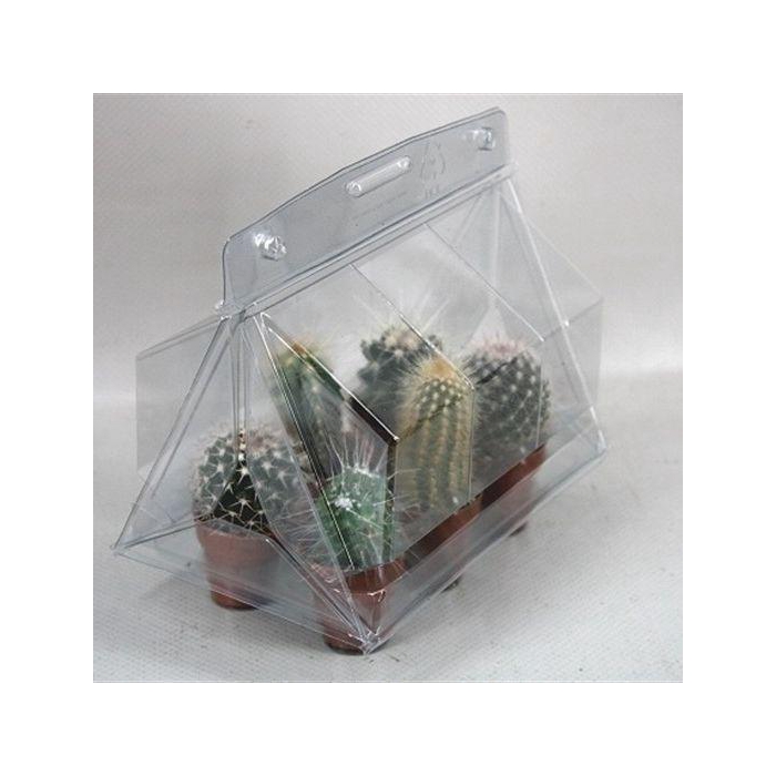 <h4>CACTUS MINI</h4>