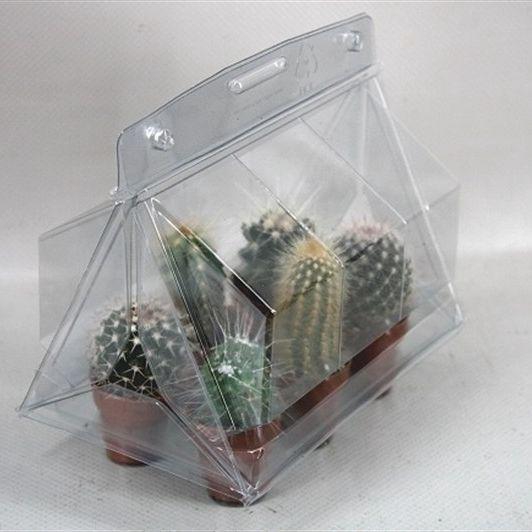 <h4>CACTUS MINI</h4>