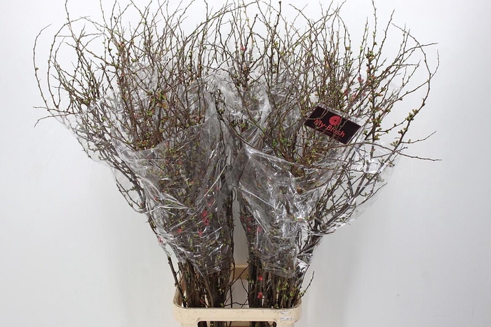 <h4>CHAENOMELES SUPERBA</h4>