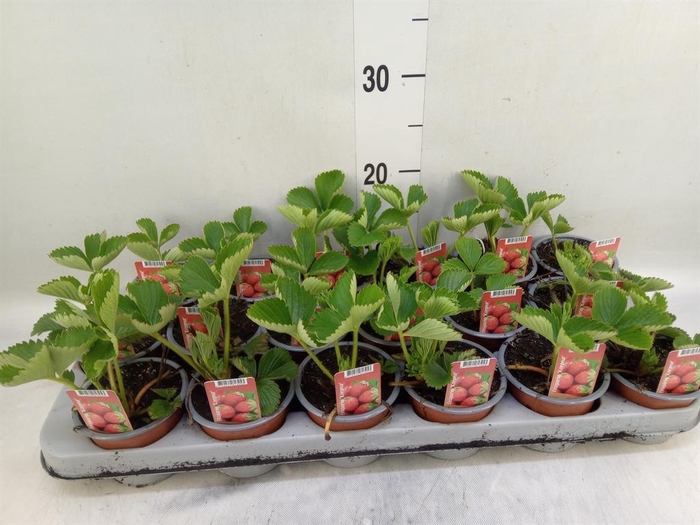 <h4>Fragaria   ...</h4>