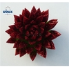 Echeveria Agavoides Glitter Red Cutflower Wincx-8cm