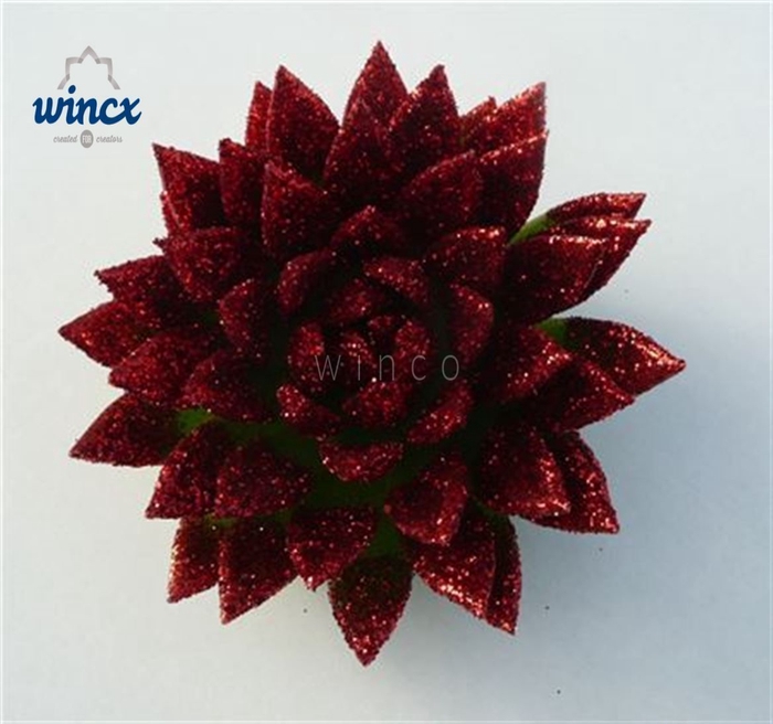 Echeveria Agavoides Glitter Red Cutflower Wincx-8cm