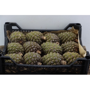 Pinea Groot X12 Wooden Crate