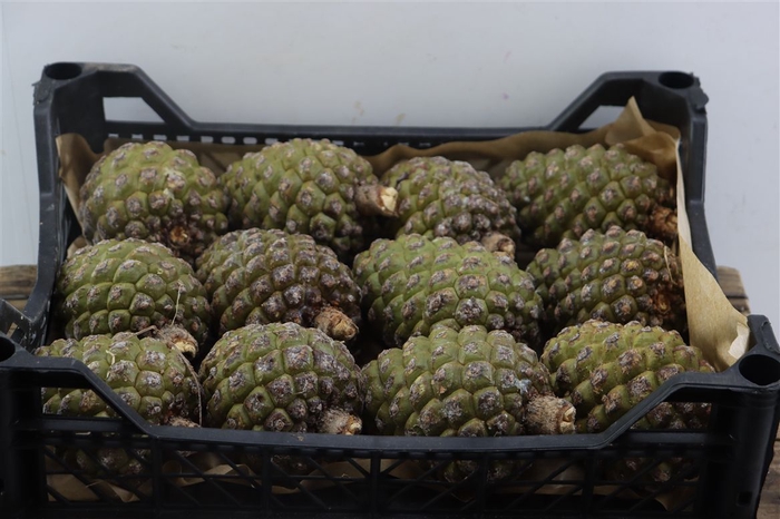 <h4>Pinea Groot X12 Wooden Crate</h4>
