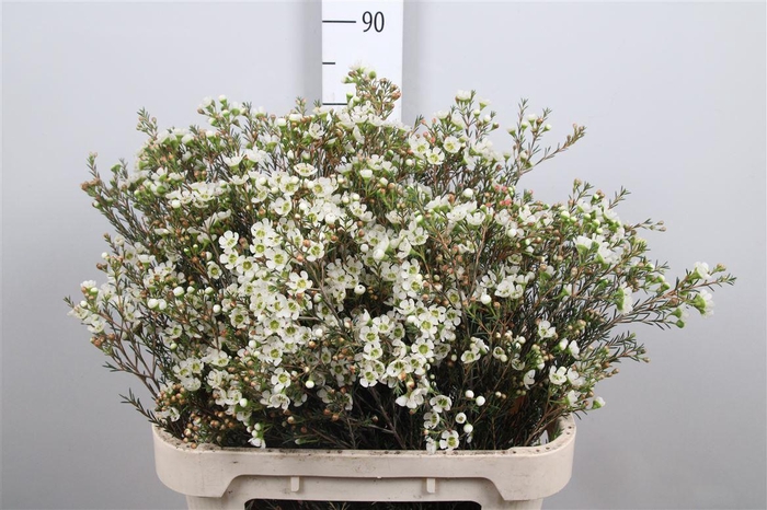 <h4>Chame Me Sirius</h4>