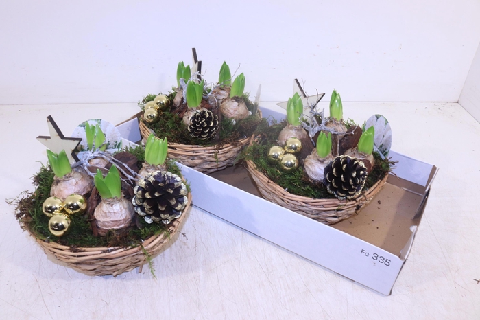 <h4>ARR HYACINTH</h4>