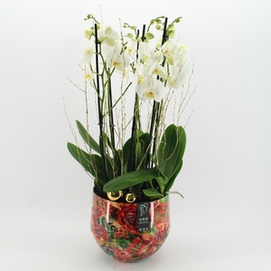 LICR-2417 Limited Phalaenopsis Xmas