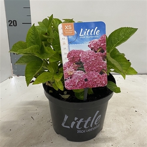 Hydrangea macr. 'Little Pink' ® (Little XS)