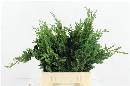 <h4>Conifeer Wisseli Per Bunch</h4>