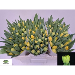 TU DU YELLO MARGARIT