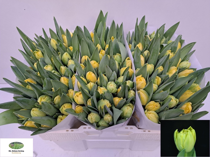 <h4>TU DU YELLO MARGARIT</h4>