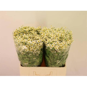 TANA PA SINGLE VEGMO