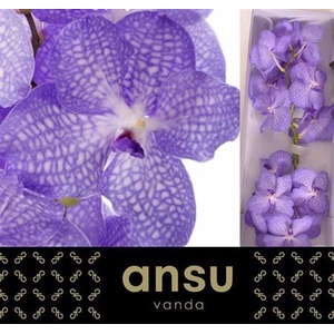 Vanda Kan Angelite X16