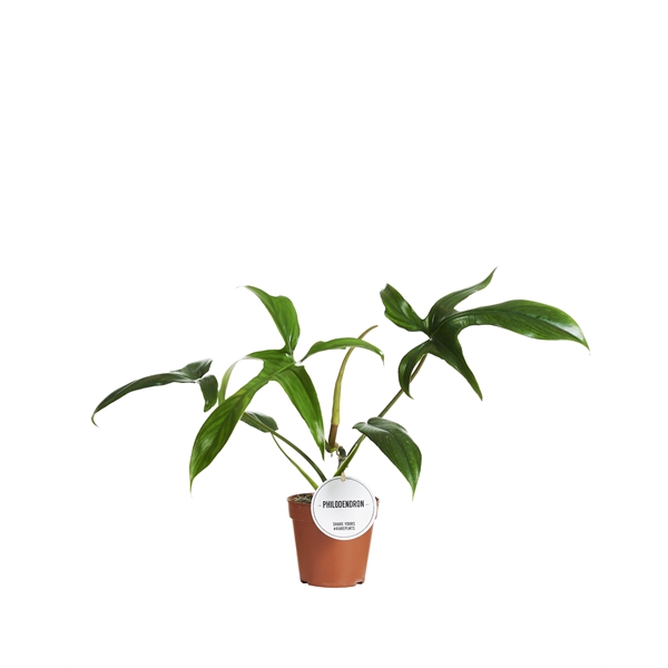 <h4>Philodendron Gladhands</h4>