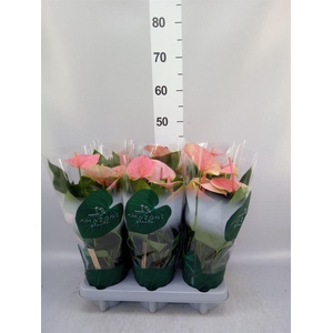 Anthurium andr. 'Sweet Dream'