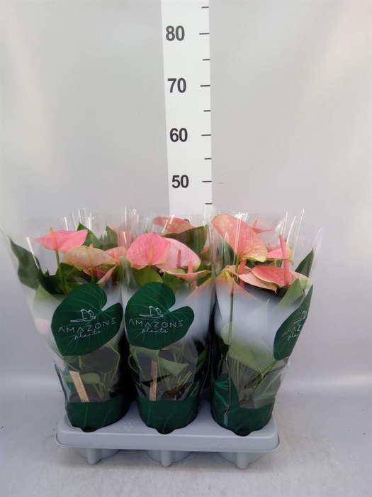 <h4>Anthurium andr. 'Sweet Dream'</h4>