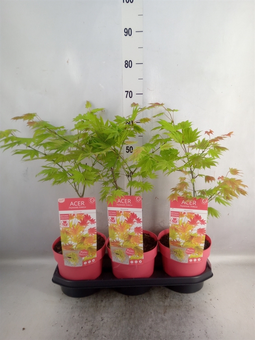 <h4>Acer shirasawanum</h4>