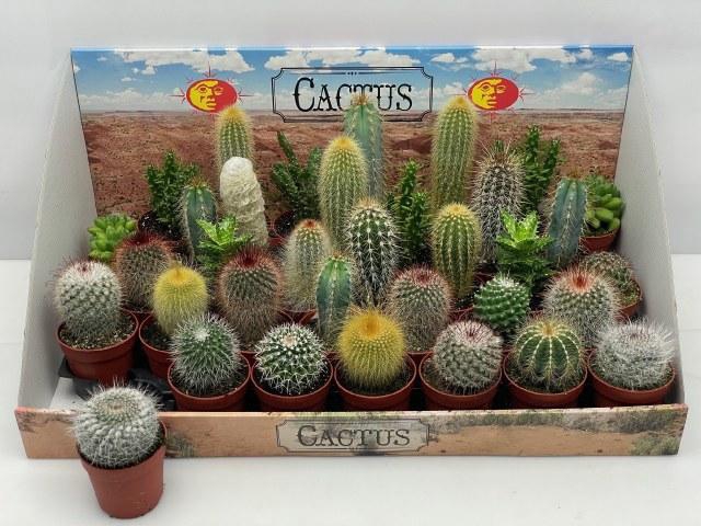 <h4>CACTUS GEM</h4>