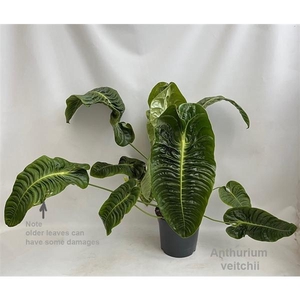 Anthurium veitchii XL 27cm [King Anthurium]
