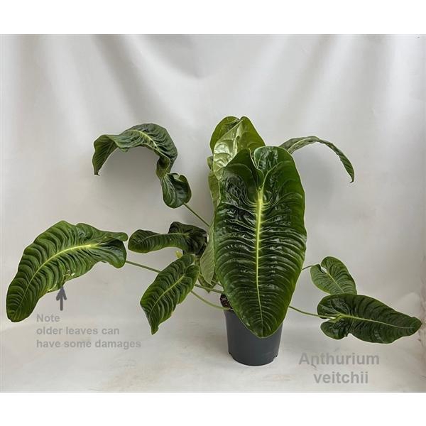 <h4>Anthurium veitchii XL 27cm [King Anthurium]</h4>